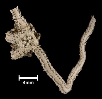 Media type: image;   Invertebrate Zoology OPH-1321 Aspect: ventral
